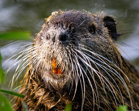 The nutria shows its orange teeth