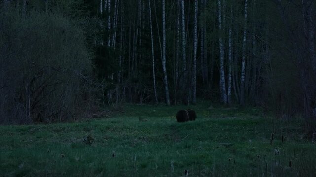 Eurasian brown bears flee at night in Estonia forest, running away from the camera in slow motion; wild mammals crossing a meadow edge under low light.