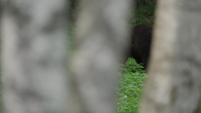 Eurasian brown bear partly hidden behind silver birch trunks, slow motion wildlife view in green forest understory. Shallow depth of field creates a secretive, elusive mood.