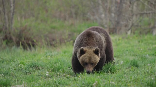 Eurasian brown bear foraging in a grassy meadow, slow motion tracking shot as a large adult walks, sniffs the ground, and searches for food in natural habitat.
