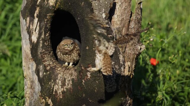 Mother little owl lands in tree hollow to feed hungry juvenile, slow motion