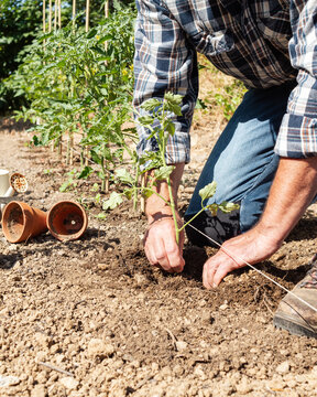 Close-up of farmer's hands planting tomato seedling in soil in organic field. Garden work in spring. Traditional agriculture.