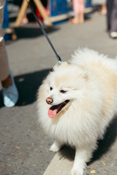 A fluffy white dog enjoys a walk on a leash in a lively outdoor market.