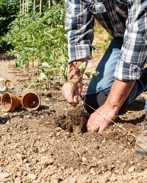Close-up of farmer's hands planting tomato seedling in soil in organic field. Garden work in spring. Traditional agriculture.