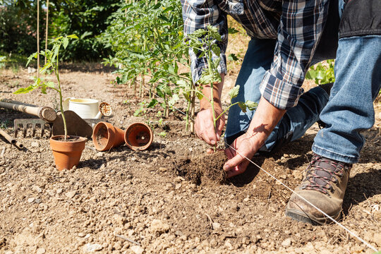 Close-up of farmer's hands planting tomato seedling in soil in organic field. Garden work in spring. Traditional agriculture.