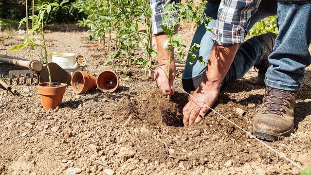 Close-up of farmer's hands planting tomato seedling in soil in organic field. Garden work in spring. Traditional agriculture.