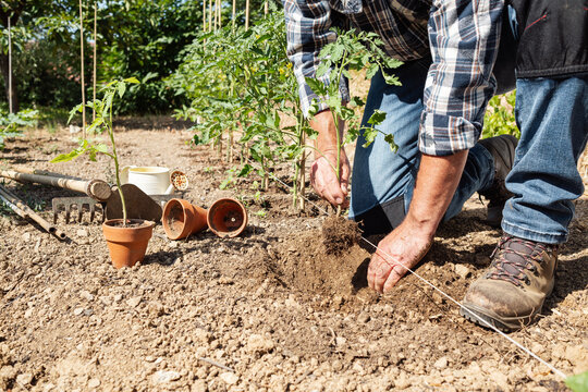 Close-up of farmer's hands planting tomato seedling in soil in organic field. Garden work in spring. Traditional agriculture.