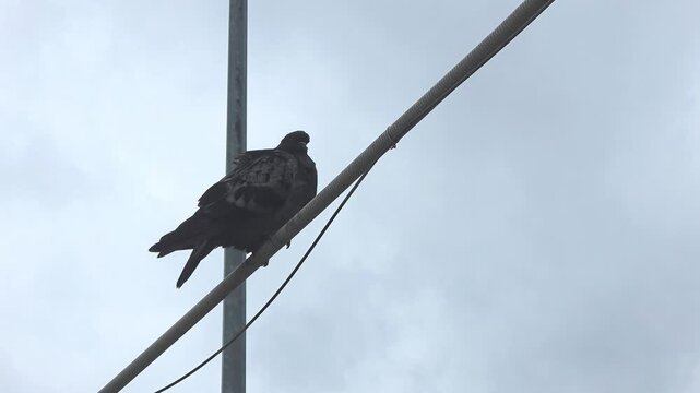 Bird resting on a wire during an overcast day in a city