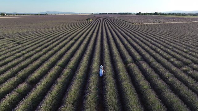 Aerial view of a woman in a white dress walking through rows of blooming lavender in Valensole, Provence-Alpes-Cote d'Azur, France.