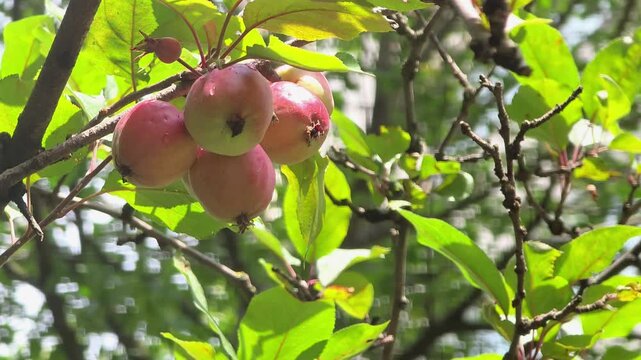 Apple tree with fruit in the park during sunny afternoon
