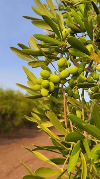 Aceitunas en olivo