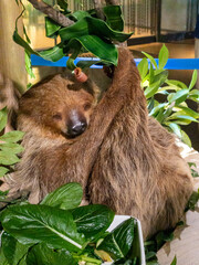Mother sloth with a sleeping baby surrounded by lush green tropical foliage © tnehala