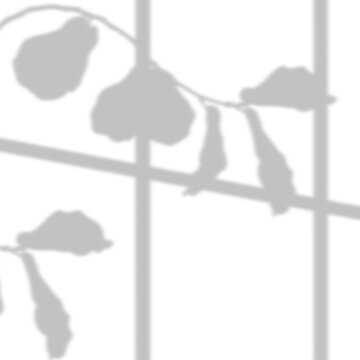 Window frame shadow with fiddle branch on transparent background, vector illustration.