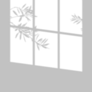 Window frame shadow with olive branch on transparent background, vector illustration.