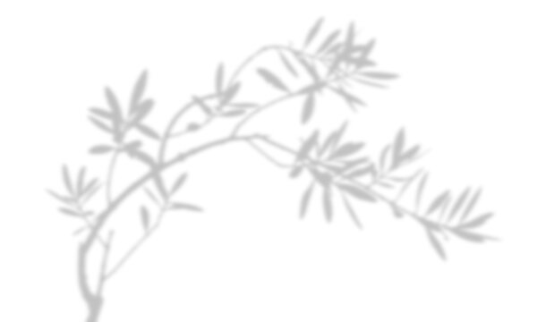 olive plant shadow overlay casting natural foliage patterns for aesthetic photography.