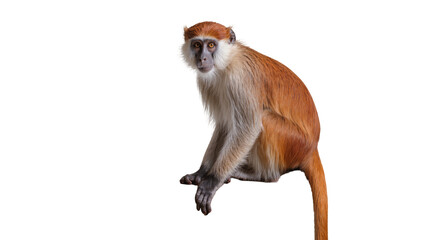 Patas monkey sitting with orange fur and grey fur, isolated on transparent background © Aliona