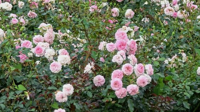 Roses blooming in a garden during summer