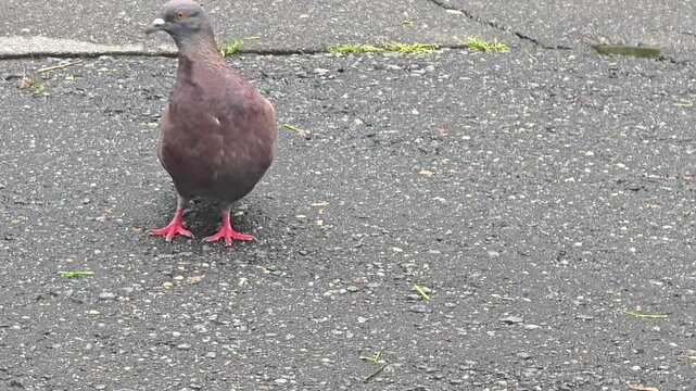 Pigeon walks on pavement near park during afternoon