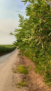 Olivar en intensivo lleno de aceitunas para aceite de oliva 