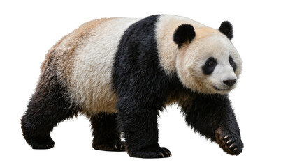 Giant panda bear walking, isolated on transparent background © Sorin