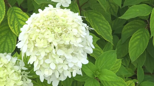 Flowers bloom in a garden during springtime in a sunny location with lush greenery