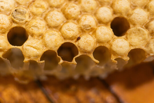 Honeycomb cells with developing larvae and wax pattern