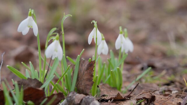 Springtime floral serenity. Early spring scene with soft flowering bulbs and earthy hues. Close view of blooming snowdrops surrounded by fallen leaves and fresh green growth