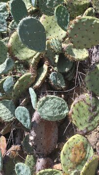 Vertical background of a cactus plant