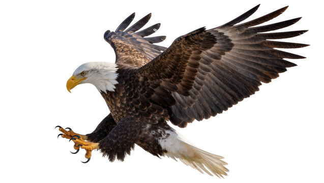 Majestic bald eagle with outstretched wings and talons, isolated on transparent background