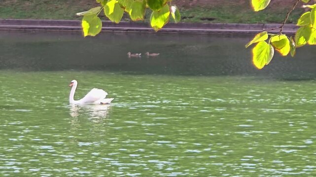 Swan swimming in a pond while ducks float nearby under green leaves