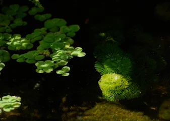 Fototapete Badezimmer Floating aquatic plants with submerged underwater vegetation in a tranquil garden pond  © BH