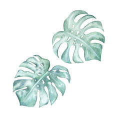 A set of watercolor tropical green monstera leaves. A jungle plant brought back from a seaside vacation. A hand-drawn leaf of a houseplant. An exotic monstera leaf. Isolated illustration for design © Evgeniia