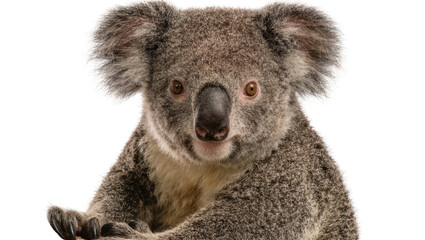 Fluffy grey koala bear with dark nose and brown eyes, isolated on transparent background © Aliona