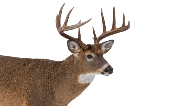 Majestic male deer with large antlers, isolated on transparent background