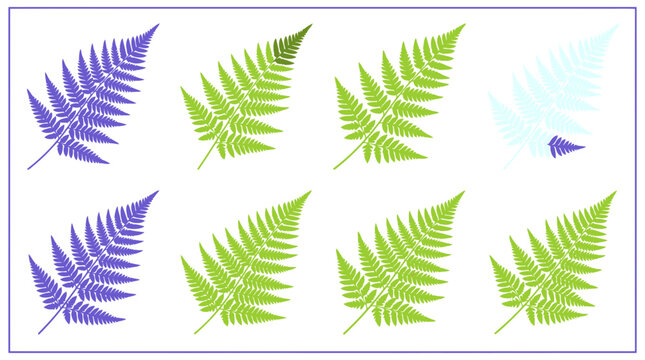 Green and Purple Fern Leaf Silhouette Collection Vector Illustration for Botanical Branding, Nature Patterns & Garden Design (EPS)