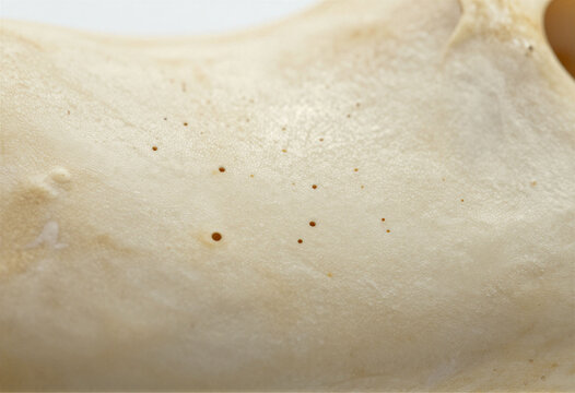 Old bone surface texture, macro detail