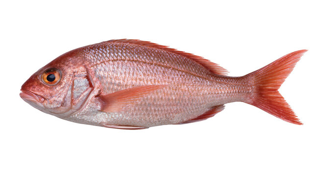 Whole raw red snapper fish with scales and fins, isolated on transparent background