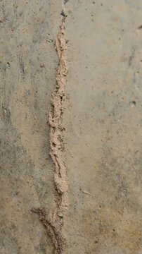 Termite Nest Built on a Wall