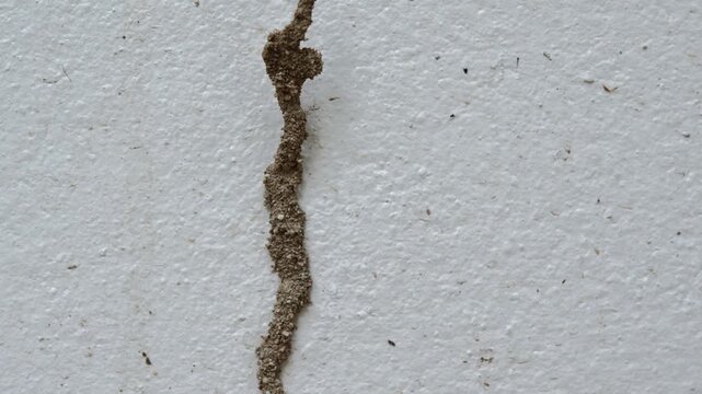 Termite Nest Built on a Wall