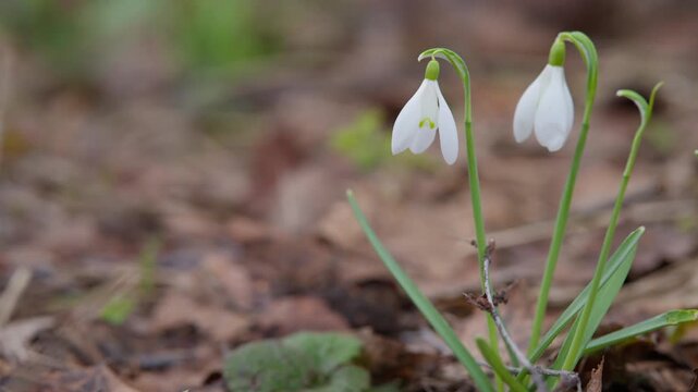 Spring flower detail. Closeup of delicate snowdrops amidst forest floor debris. Detailed view of white snowdrop flowers among leaf litter and moist earth in early spring