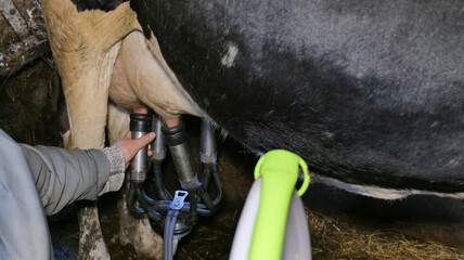 Black and brown cow being milked with a handheld milking pump on a farm, with a person's hand holding the equipment and hay in the background © Hanna