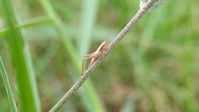 tiny long horned grasshopper nymph perched on stem