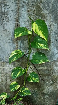 Golden Pothos Growing on a Wall