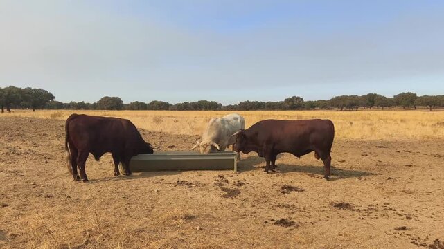 Toros semental comiendo en sequia