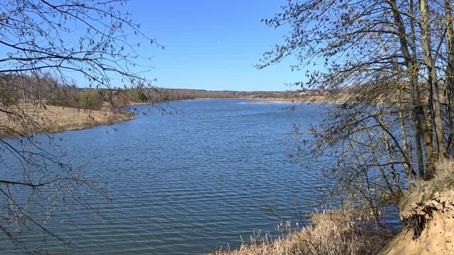 An alder tree grows on the high, sandy, steep shore of the lake. There's a wave on the water. On the opposite gentle bank there is last year's withered grass and mixed forest. Seagulls are flying. Sun