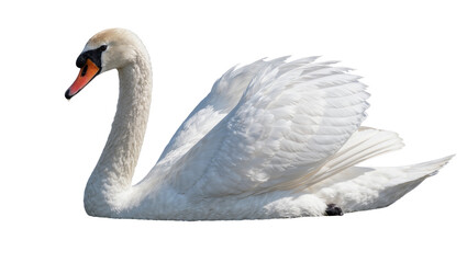 Graceful white swan with orange beak resting serenely, isolated on transparent background © Maria