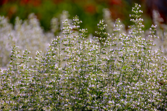 Selective focus of Clinopodium nepeta flowers in the garden, Lesser calamint is a perennial herb of the mint family known for having fragrant, Grey green, Oregano like leaves with a pennyroyal smell.