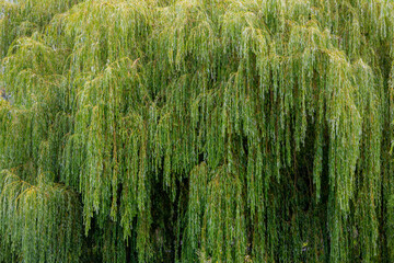 Selective focus green leaves of pendulous branchlets in summer, Salix babylonica plant in the park, Weeping willow (Treurwilg) is a species of willow native to dry areas, Natural greenery background. © Sarawut