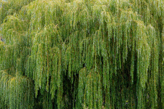 Selective focus green leaves of pendulous branchlets in summer, Salix babylonica plant in the park, Weeping willow (Treurwilg) is a species of willow native to dry areas, Natural greenery background.