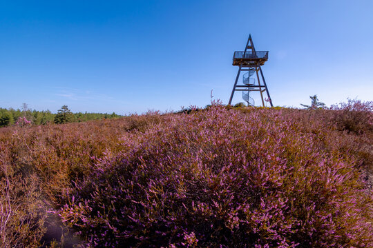 Purple flowers Calluna vulgaris (Heather, Ling) The sole species in genus of Calluna, Ericaceae family, De Cokse Heide in Afferden village, North Limburg, Lies about southeast of Nijmegen, Netherlands